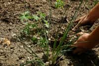 Faire un paillis est une solution simple et naturelle pour entretenir et protéger vos plantations. © Les Jardiniers du possible, Fotopedia, CC BY-NC 3.0