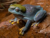 Cette rainette arboricole a subi une mutation génétique la rendant bleue, à l’exception de ses glandes restées vertes ! © Jake Barker, Australian Wildlife Conservancy 