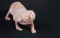 Le rat-taupe nu peut vivre dix fois plus longtemps que sa cousine la souris. Cette longévité serait due à une synthèse protéique beaucoup plus efficace que chez d’autres mammifères. © Smithsonian's National Zoo, Flickr, cc by nc nd 2.0