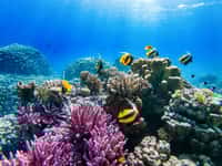 L’acidification des océans préoccupe les chercheurs. Certains préviennent qu’elle s’annonce particulièrement importante. D’autres alertent quant à ses conséquences sur la vie marine. © ver0nicka, Adobe Stock