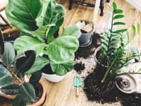 Rempoter une plante est une opération simple qui permet à vos plantes en pot de se développer. © sonyachny, Adobe Stock