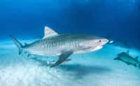 Un requin-tigre photographié aux Bahamas. Cette espèce est peut-être à l'origine de la plus vieille attaque de requin connue. © Michael Bogner, Adobe Stock