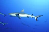 Les cinq cents requins gris de récif nagent paisiblement dans la passe de Fakarava. © dieter76, Adobe Stock