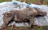 La carcasse du jeune rhinocéros laineux découvert dans le permafrost en Yakutie. © Valery Plotnikov