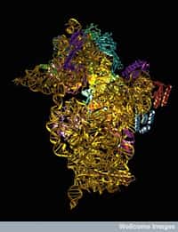 La compréhension de la structure du ribosome permet de mieux connaître les effets des antibiotiques lorsqu’ils se fixent à lui. © Wellcome Images, Flickr, CC by-nc-nd 2.0