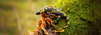 Une salamandre photographiée sur une branche d'arbre. © WildMedia, Adobe Stock   