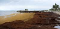 La décomposition des algues sargasses sur les côtes antillaises génère de nombreux problèmes sanitaires. © Nathie, Fotolia