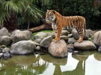La chasse et l'extension de la présence humaine ont poussé le tigre sauvage au bord de l'extinction. Des contreforts de l'Himalaya aux régions isolées du nord-est en passant par les plaines du nord du pays, l'Inde compte une cinquantaine de réserves destinées à préserver l'animal. © fotolia
