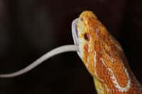 Les serpents avalent des rongeurs qui parfois portent des graines. Que deviennent les graines ? © allegra47, Fotolia