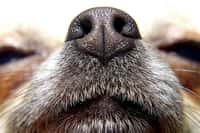 L’odorat des chiens est redoutable pour identifier une personne suspecte. © bimka, Shutterstock