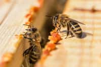 Des chercheurs ont appris à faire des calculs aux abeilles et elles sont aussi capables de visualiser des quantités de gauche à droite, comme les humains. © Ihor Hvozdetskyi, Shutterstock