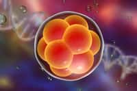 Les chercheurs britanniques ont en projet de modifier l’ADN d’embryons humains dans les sept jours suivant la fécondation, puis de les supprimer. © Kateryna Kon, Shutterstock