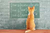 Nous n’avons pas&nbsp;encore exploré toutes les capacités intellectuelles des chats. © Kisialiou Yury, Shutterstock