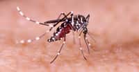 Pour la première fois, le virus aurait été transmis par des moustiques Aedes aegypti présents en Floride. © Tacio Philip Sansonovski, Shutterstock