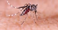 Le virus Zika se transmet par la piqûre de moustique Aedes aegypti, qui transmet aussi la dengue et le chikungunya. © Tacio Philip Sansonovski, Shutterstock