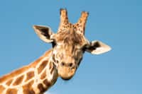 La girafe est le plus haut des animaux terrestres. © sivanadar, Shutterstock