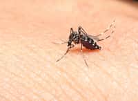 Le virus Zika a beaucoup changé en 50 ans. Une souche asiatique serait à l’origine de l’épidémie actuelle. C'est ce que montre une recherche ayant analysé les génomes de différentes souches, dont trente isolées chez des humains, dix dans des moustiques et une chez un singe. © sydeen, Shutterstock
