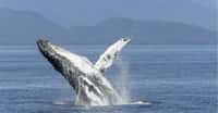 Une baleine à bosse sautant hors de l’eau. Le comportement social de ces grands mammifères est complexe. Le petit reste auprès de sa mère durant une année. Elle aura à le défendre, notamment contre les orques, et pourra alors être aidée par d’autres congénères. © werner22brigitte, Pixabay, DP