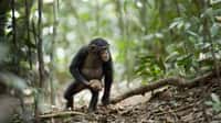 Un chimpanzé porte une pierre. Il sait s'en servir pour casser des noix. Mais pourquoi la jeter contre un arbre en poussant des cris ? © Laura Kehoe (université Humboldt, Berlin)