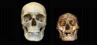 Le crâne d'un Homme moderne (à gauche), comparé à celui de l'Homme de Florès (à droite). La dimension de ce dernier est étonnamment petite. Pourtant, cet être fabriquait des outils et ses ancêtres directs, on vient de le comprendre, vivaient déjà il y a 700.000 ans. © Peter Brown