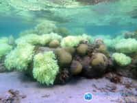 La Grande Barrière de corail est touchée par le blanchissement. Elle consiste en une longue série de récifs le long de la côte est de l'Australie, s'étalant sur plus de 2.600 km. Ceux-ci abritent une très grande variété d'espèces. © Dorothea Bender, Champ for ARC Centre of Excellence for Coral Reef Studies