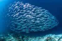 Pourquoi, en Méditerranée, les sardines (dont on voit ici un banc) et les anchois maigrissent-ils ? Parce que quelque chose, dans l'environnement, conduit à favoriser les petits copépodes plutôt que les gros... © Paul Cowell, Shutterstock