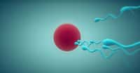L'activité physique pourrait stimuler la production de sperme, peut-être par une élévation de la production d'hormones sexuelles. © RazvanDP, Shutterstock