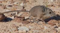 Macroscelides micus mesure moins de 10 cm (sans la queue) et, comme toutes les espèces de son genre, se distingue par une trompe. Ce petit mammifère des déserts africains ne s'était jusque-là pas fait remarquer. © Dumbacher et al., Journal of Mammalogy 2014