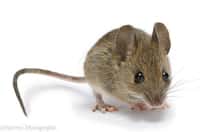 Des chercheurs ont rendu une souris plus intelligente que la normale, en manipulant un seul gène. © Mike P, Flickr, CC by nc 2.0