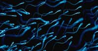 Les peptides étudiés peuvent ralentir les spermatozoïdes. © Sebastian Kaulitzki, Shutterstock
