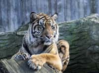Le tigre de Sumatra est menacé d’extinction à cause de la déforestation. © vladislav333222, Fotolia