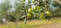 Garantir de belles olives en opérant une taille. © JoannaTkaczuk, Adobe Stock