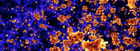 Un extrait de la simulation Thesan montrant la progression de l'ionisation (jaune à rouge) dans l'hydrogène neutre intergalactique (bleu). © Thesan Collaboration