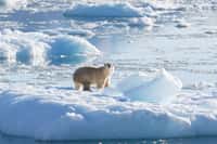 Des ours polaires découverts et étudiés pendant sept ans par l'équipe vivent différemment des autres sous-espèces. ©&nbsp;Nasa, Thomas&nbsp;W. Johansen