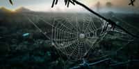 Les toiles d'araignées ont des propriétés impressionnantes. © Дима Широкий, Adobe Stock