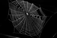 Des chercheurs du Massachusetts Institute of Technology (MIT, États-Unis) ont sonifié une toile d’araignée. Objectifs : apprendre de la nature pour améliorer nos techniques d’impression 3D, mais aussi, pourquoi pas, réussir à communiquer avec les araignées. © romeof, Adobe Stock
