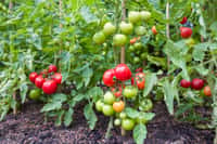 Faire mûrir les dernièrs tomates. © Paul Maguire, Adobe Stock