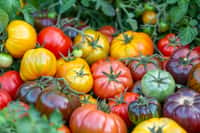 À la découverte de quelques secrets de tomates ! © Aliaksandr Siamko, Adobe Stock