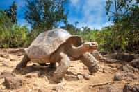 Tortue ivoire aux Galapagos. © Grispb, Adobe Stock