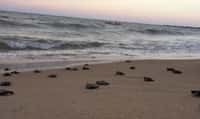 Près d'une centaine de tortues imbriquées ont rejoint l'Atlantique depuis une plage déserte de l'est du Brésil. © Mairie de Paulista