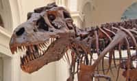 La découverte de Timurlengia euotica, un cousin du T-Rex, permettra d'en savoir plus sur cet impressionnant dinosaure. Ici, un squelette de T-Rex visible au Field Museum of Natural History, à Chicago, aux États-Unis. © Terence Faircloth, Flickr, CC by-nc-nd 2.0
