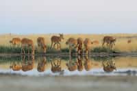 En 2015, 200.000 antilopes sont mortes au Kazakhstan. L'énigme est enfin résolue. © Victor Tyakht, Fotolia
