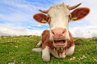 La crise de la vache folle a fait beaucoup de bruit et a semé la panique en Europe au cours des années 1990. Selon une nouvelle étude, l’impact des prions va au-delà de ce que l’on croyait. En effet, il existerait un réservoir de prions caché à l’intérieur de la population et prêt à émerger. © ecatoncheires, Flickr, cc by nc sa 2.0