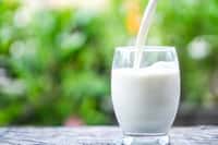Les chercheurs se sont intéressés à l’effet des graisses du lait sur l’inflammation. © doucefleur, Fotolia