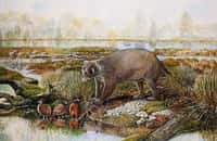 L'ancêtre des wombats faisait la taille d'un ours et vivait durant l'Oligocène. © Peter Schouten