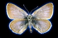 Le papillon bleu Xerces a disparu depuis près d'un siècle en Amérique du Nord. © Field Museum