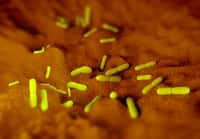 Le bacille de la peste Yersinia pestis a été découvert par le microbiologiste suisse Alexandre Yersin, qui lui a donné son nom. © royaltystockphoto, Fotolia