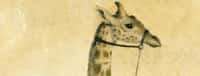 Zarafa, la girafe du roi Charles X. © Museum d'Histoire Naturelle