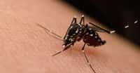 Le moustique qui transmet le Zika est aussi vecteur de la dengue, du chikungunya et de la fièvre jaune. © PongMoji, Shutterstock