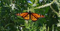 Le papillon monarque est l’un des rares insectes migrateurs. Chaque automne, il parcourt jusqu’à 4.000 kilomètres pour aller se mettre à l’abri des rigueurs de l’hiver. © leoleobobeo, Pixabay, CC0 Creative Commons